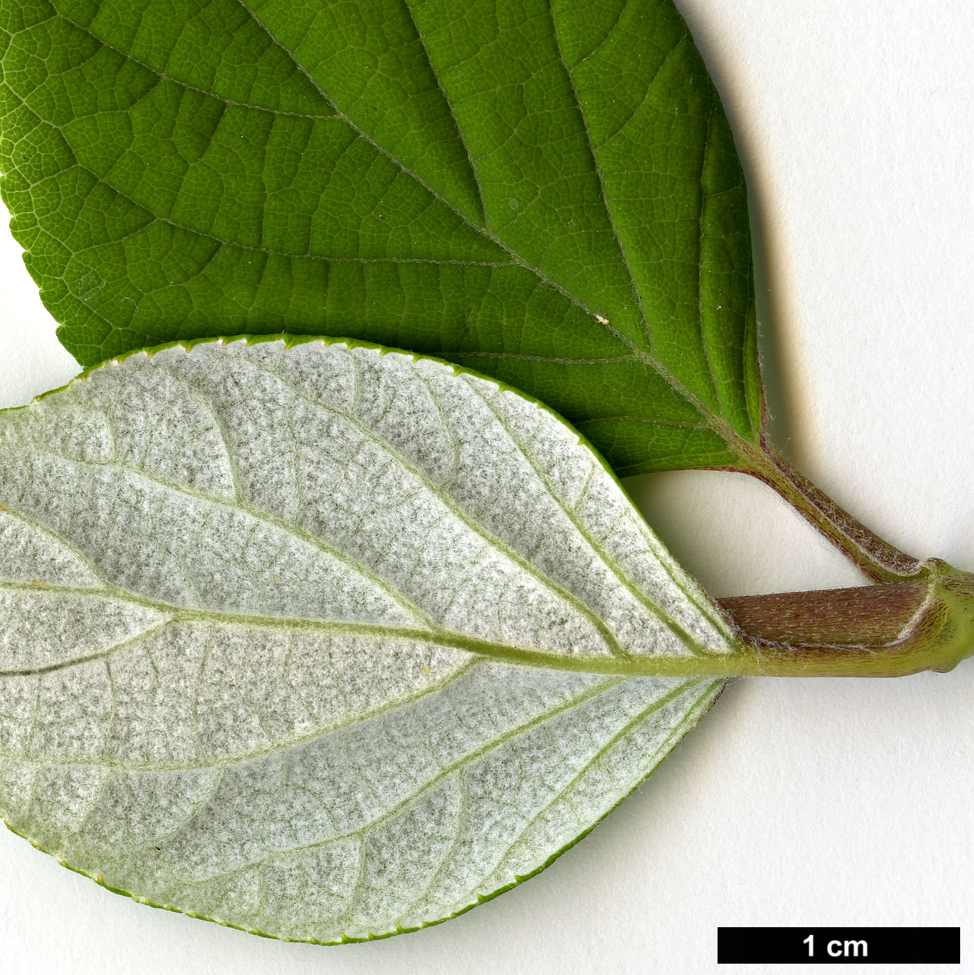 High resolution image: Family: Hydrangeaceae - Genus: Hydrangea - Taxon: arborescens - SpeciesSub: subsp. radiata